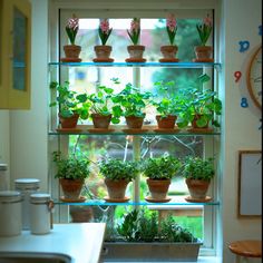 a kitchen window filled with potted plants