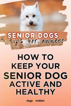 a dog with the title how to keep your senior dog active and healthy by susan molon