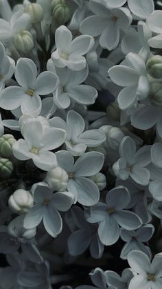 closeup of white flowers with green stems