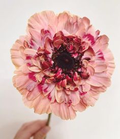 a pink flower being held by someone's hand