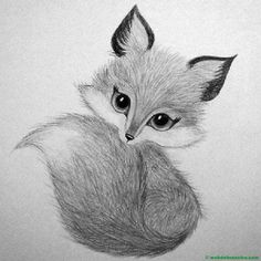 a pencil drawing of a little fox