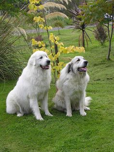 two large white dogs sitting next to each other on a lush green field with yellow flowers