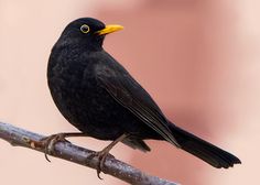 a black bird sitting on top of a tree branch with yellow beak and yellow eyes