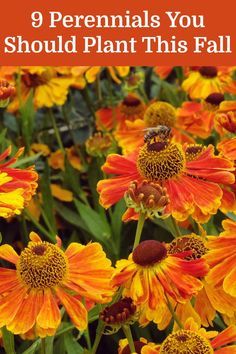 yellow and orange flowers with the words 9 perennials you should plant this fall