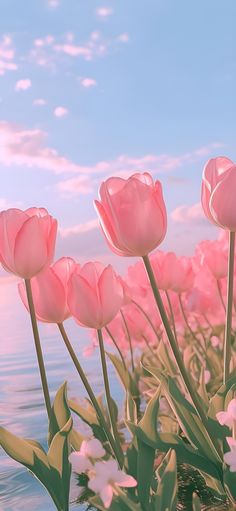 pink tulips are blooming in the water with blue sky and clouds behind them