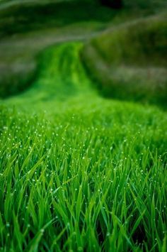 green grass with drops of water on it