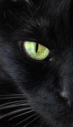 a black cat with green eyes looking at the camera