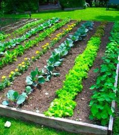 a garden with many different types of vegetables