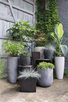 a bunch of potted plants sitting next to each other in front of a building