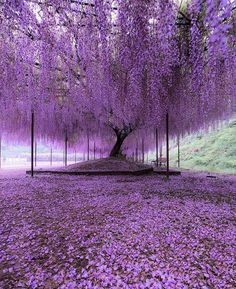 purple flowers are covering the ground and trees