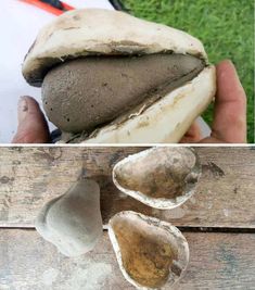 two pictures with different types of mushrooms in them and the same one has been cut open