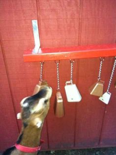 a dog looking up at some hanging items