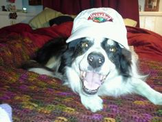 a black and white dog laying on top of a bed with a hat on it's head