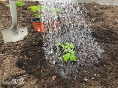 a sprinkle is pouring water on a plant