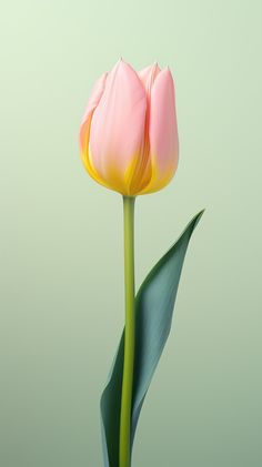 a single pink tulip with green leaves in the foreground and a light green background