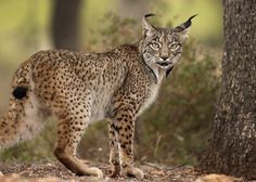 a lynx standing next to a tree in the woods