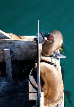 a sea lion sitting on top of a wooden dock next to the blue water with its mouth open