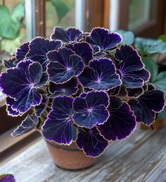 a potted plant sitting on top of a wooden table next to a window sill