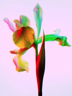 a multicolored flower is shown against a pale blue sky in this artistic photo