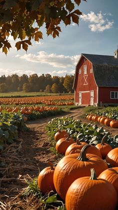 many pumpkins are in the ground near a red barn