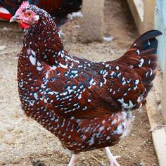 a group of chickens standing next to each other on a dirt ground near a fence