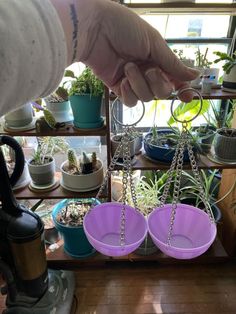 a person is reaching for some plants in purple buckets on a shelf with other potted plants