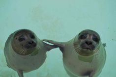 two sea lions swimming in the water with their heads touching each other's noses