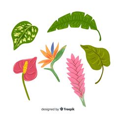 tropical leaves and flowers on a white background