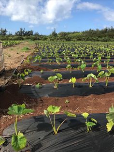 rows of green plants growing in an open field with dirt and grass on the ground