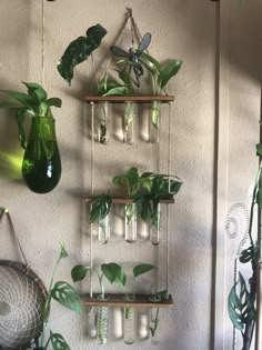 some plants are hanging on the wall