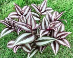 purple and white striped plant in the grass