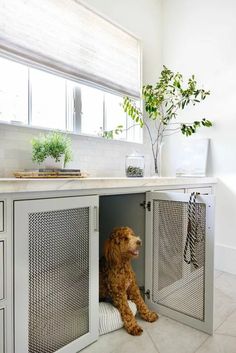 a brown dog sitting in the corner of a kitchen under a counter top next to a window