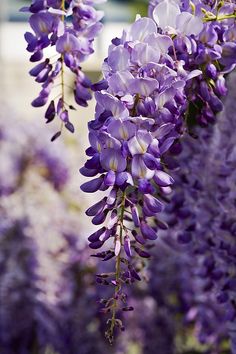 purple flowers are blooming in the garden