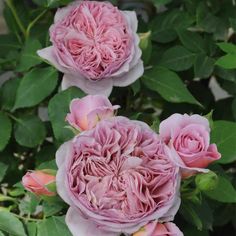 three pink flowers with green leaves in the background