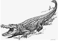 an alligator is shown in this black and white drawing, it looks like he's about to jump off the ground