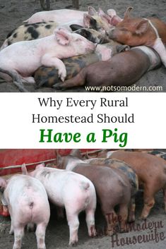 pigs are sleeping in the dirt with text overlay that reads why every rural homestead should have a pig