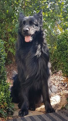 a large black dog sitting on top of a sidewalk next to bushes and shrubbery