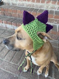 a brown dog wearing a green and purple knitted hat on top of it's head