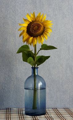 a sunflower in a blue vase on a table