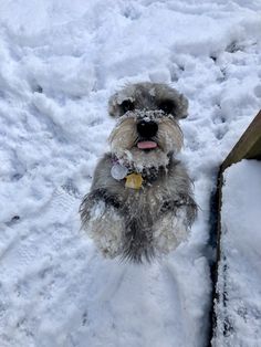 a dog standing in the snow with its mouth open