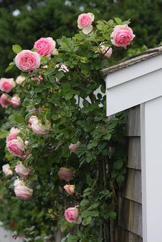 pink roses growing on the side of a house