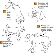 the instructions for how to teach dogs in spanish