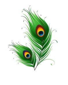 two green peacock feathers on a white background