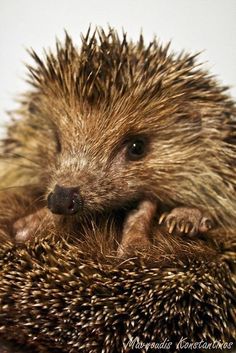 a small hedgehog sitting on top of a pile of dirt next to a white wall