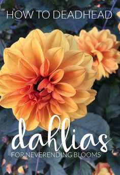 an orange flower with the words, how to dead head dahlias for preventing blooms