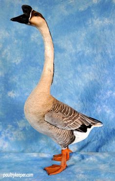 a goose standing in front of a blue background