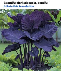 purple flowers are growing in the garden with green plants behind them and text that reads beautiful dark alocacia, beautiful rate this translation