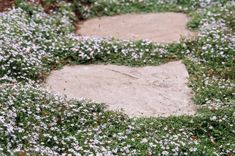 small white flowers growing in the middle of a cement block surrounded by grass and dirt