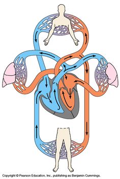 an image of the human body and its major functions in different areas of the body