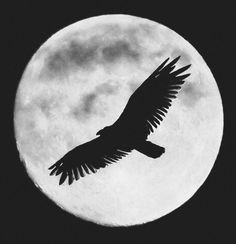 a black and white photo of a bird flying in front of the moon